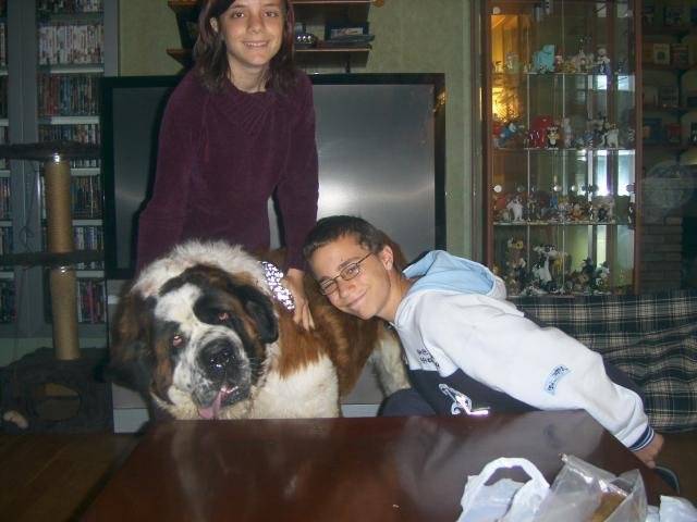 saint-bernard - Saint-Bernard