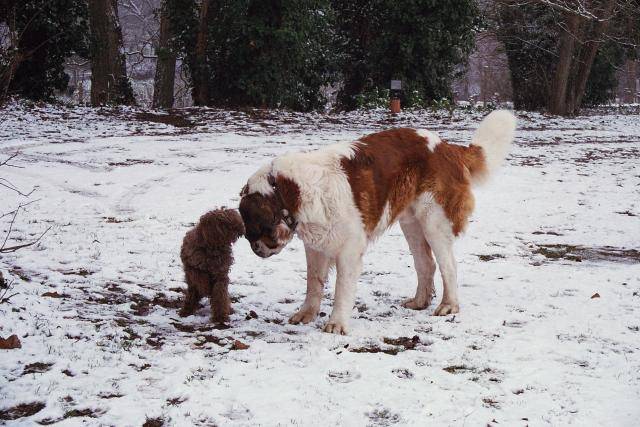 schubert-saint bernard - Saint-Bernard