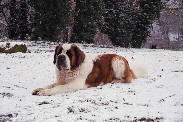 schubert-saint bernard - Saint-Bernard