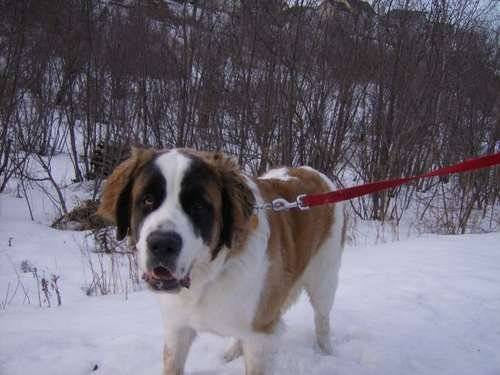 saint bernard - Saint-Bernard