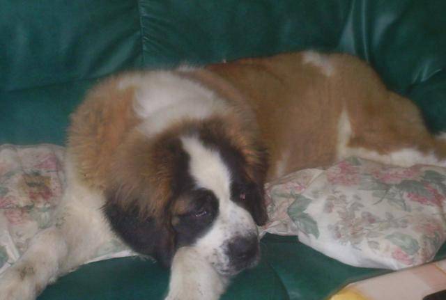 EDEN Saint Bernard - Saint-Bernard