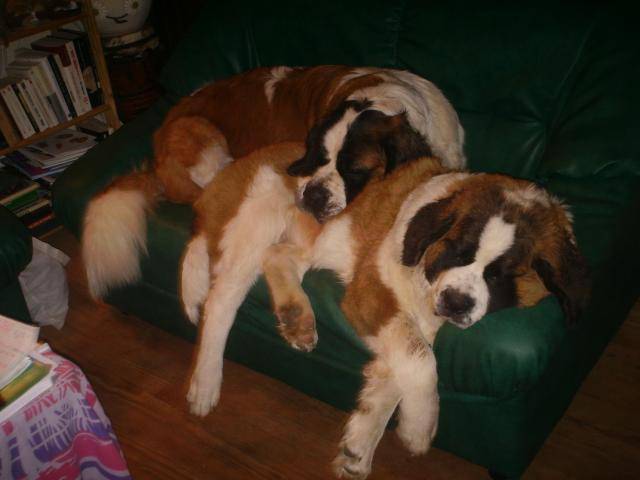 fidji Saint-Bernard - Saint-Bernard