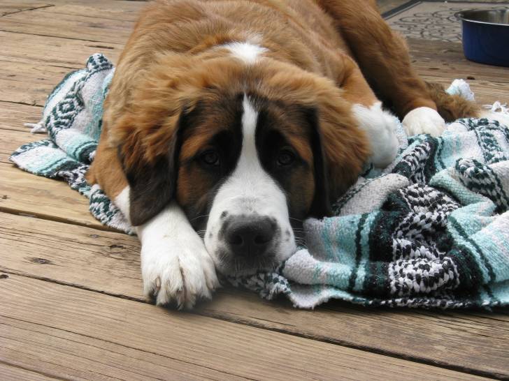 Le SaintBernard une espérance de vie très brève