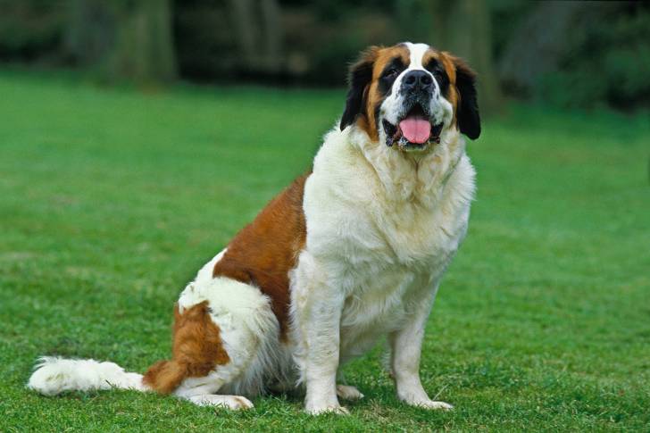 Photo Saint-Bernard