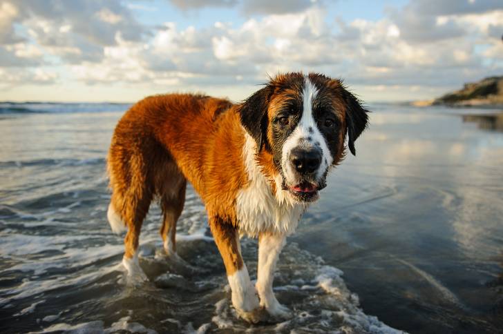 Un Saint-Bernard tout mouillé au bord de l'eau