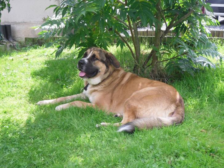 bounty - Saint-Bernard Mâle (2 ans)