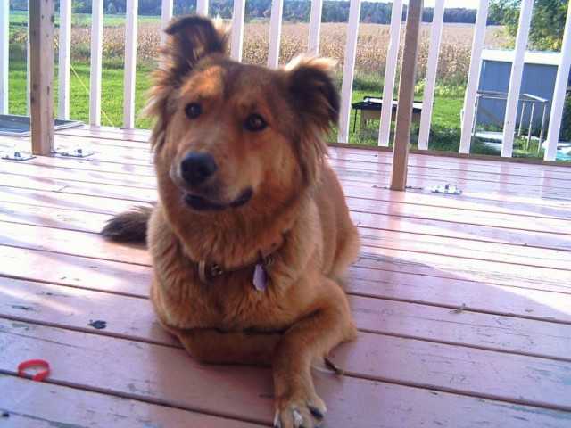 etane - Saint-Bernard Femelle (7 mois)