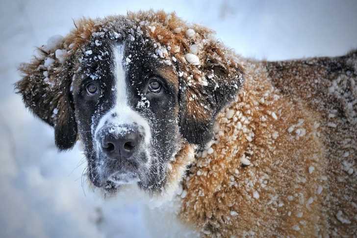 Le Saint-Bernard
