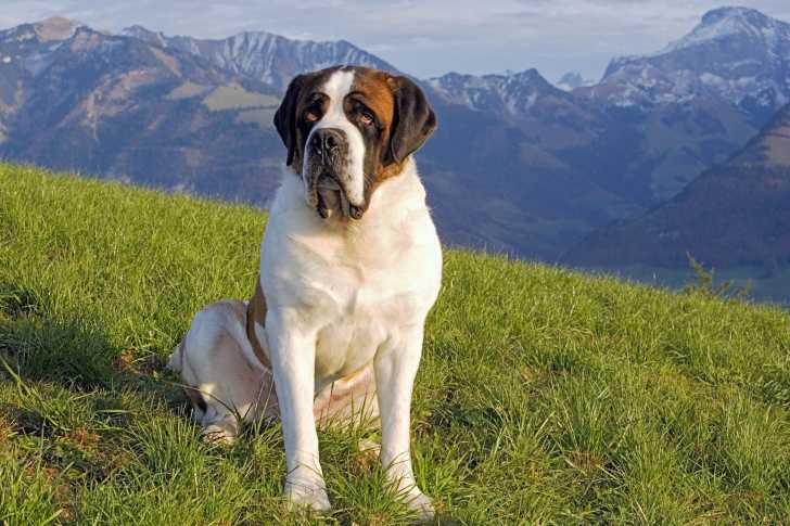 Photo Saint-Bernard