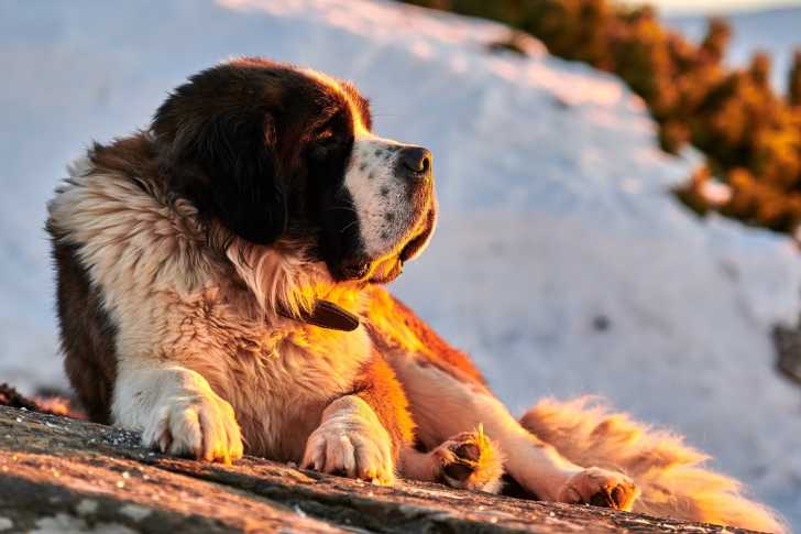 Le Saint-Bernard