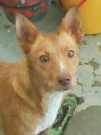tuna - Podenco d'Ibiza (10 ans)