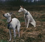 Whippet + Podenco - Podenco d'Ibiza (15 ans)