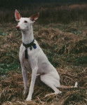 Ibizan Hound - Podenco d'Ibiza (15 ans)