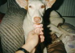 Ibizan Hound - Podenco d'Ibiza (15 ans)