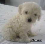 estrellita - Podenco d'Ibiza (5 mois)