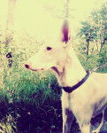 Vanina - Podenco d'Ibiza (9 ans)