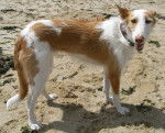 Photo Podenco d'Ibiza