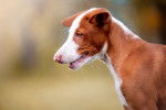 Photo Podenco d'Ibiza