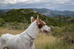 Photo Podenco d'Ibiza