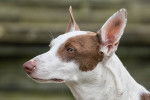 Photo Podenco d'Ibiza