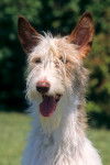Podenco Ibicenco poils durs - Podenco d'Ibiza