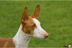 Jaylin - Podenco d'Ibiza (4 ans)