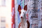 Photo Podenco d'Ibiza