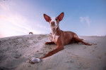 Photo Podenco d'Ibiza