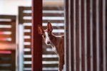 Photo Podenco d'Ibiza
