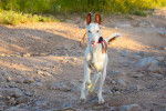 Photo Podenco d'Ibiza