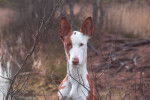 Photo Podenco d'Ibiza