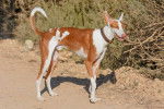 Un Podenco d'Ibiza blanc et brun debout sur un sol rocailleux