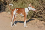 Photo Podenco d'Ibiza