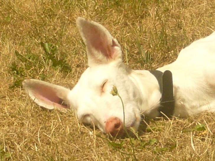 Vanina - Podenco d'Ibiza Femelle (9 ans)