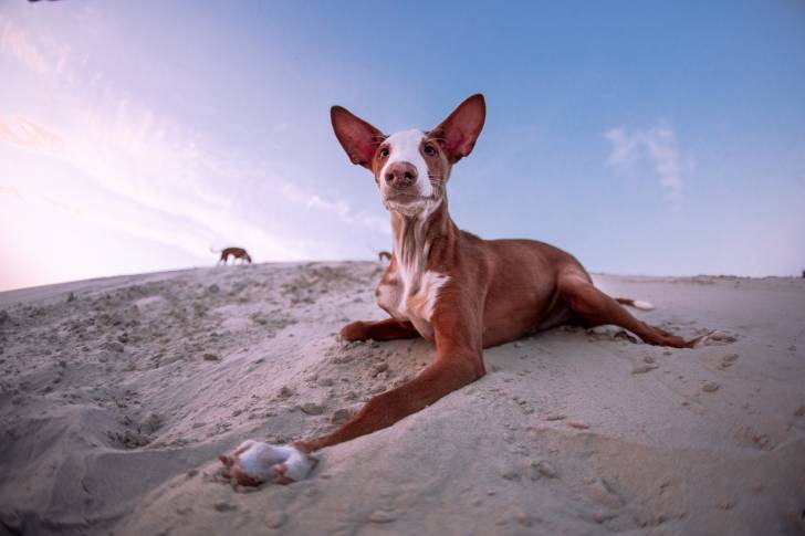 Photo Podenco d'Ibiza