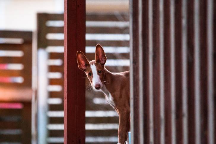 Photo Podenco d'Ibiza