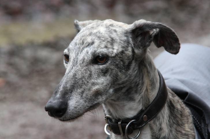 Photo Podenco d'Ibiza