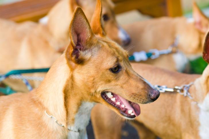 Photo Podenco d'Ibiza