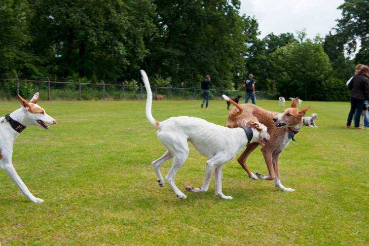 Photo Podenco d'Ibiza