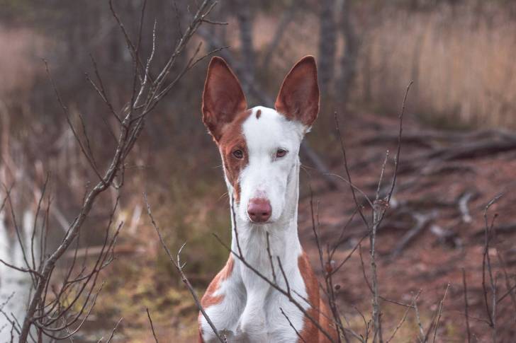 Photo Podenco d'Ibiza