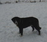 Photo Rafeiro de l'Alentejo