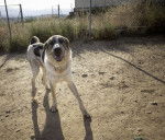 Photo Rafeiro de l'Alentejo