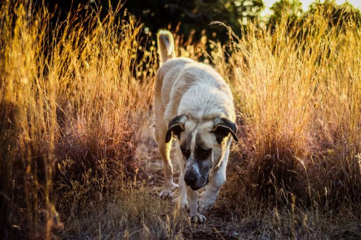 Photo Rafeiro de l'Alentejo
