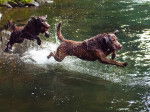Retriever de la baie de Chesapeake - Chesapeake Bay Retriever