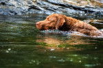 Retriever de la baie de Chesapeake - Chesapeake Bay Retriever