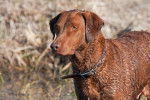 Photo Chesapeake Bay Retriever