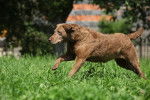 Photo Chesapeake Bay Retriever