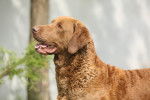 Photo Chesapeake Bay Retriever