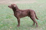 Photo Chesapeake Bay Retriever