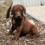 Photo Chesapeake Bay Retriever